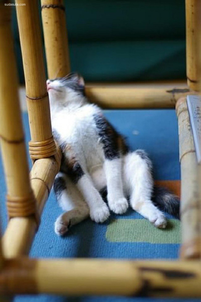 cat-nap (1)