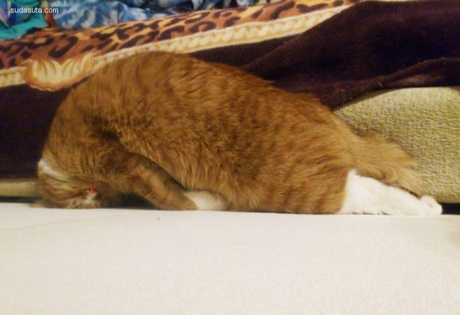 cat-nap (3)