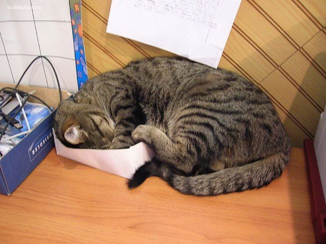 cat-nap (4)