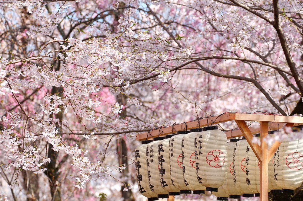 cherry-blossoms (1)
