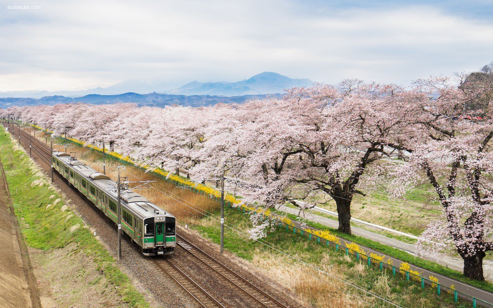 cherry-blossoms (10)