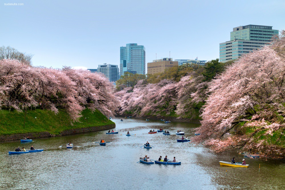 cherry-blossoms (2)