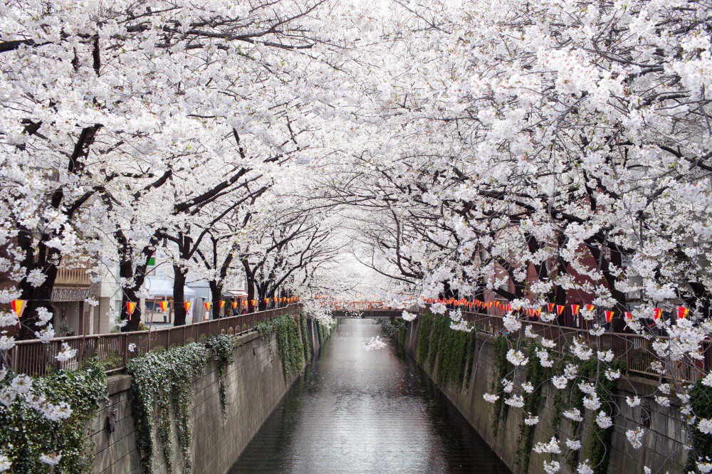 cherry-blossoms (3)