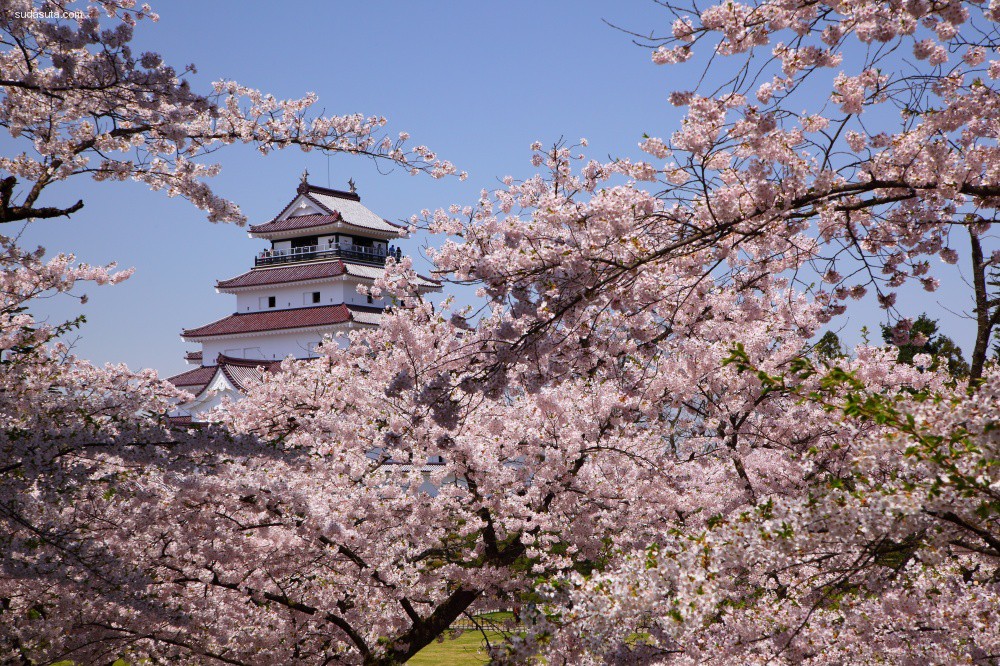 cherry-blossoms (4)
