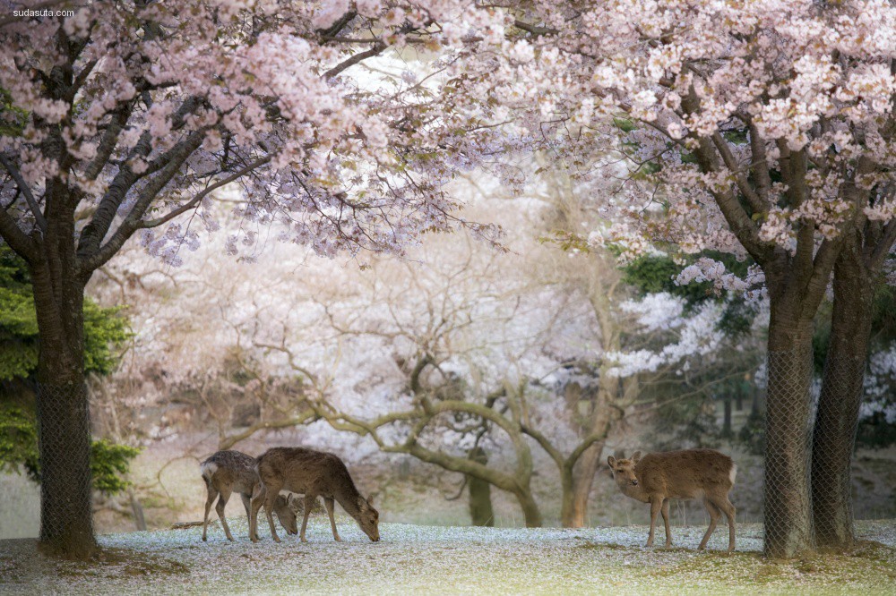 cherry-blossoms (7)