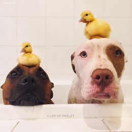 两只狗以及两只鸭子的温馨生活
