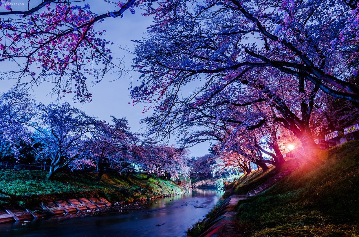 富士山下的樱花夜景图片