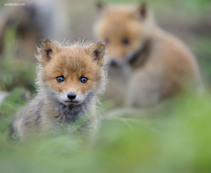 Baby Foxes (10)