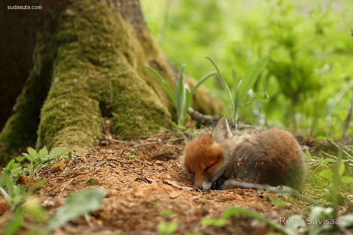Baby Foxes (12)