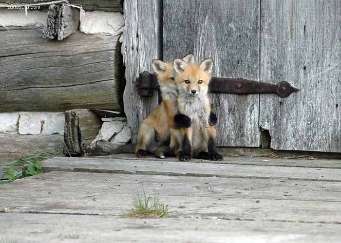 Baby Foxes (3)