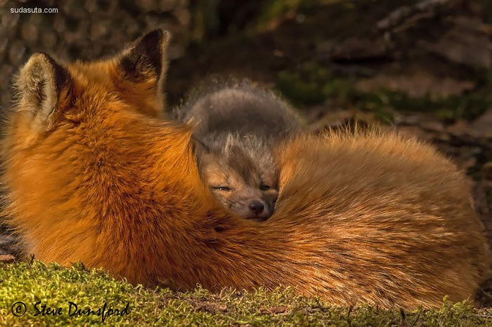 Baby Foxes (5)