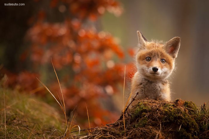 Baby Foxes (8)