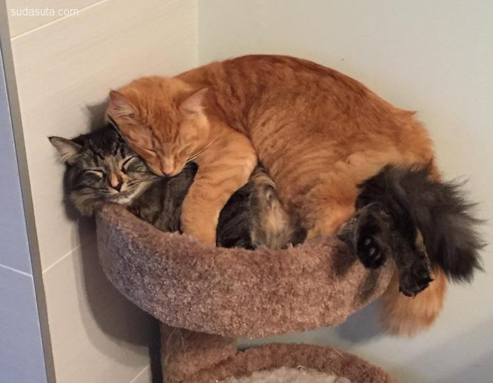 Inseparable Cats (3)