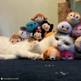 rai_itosan 猫与玩具