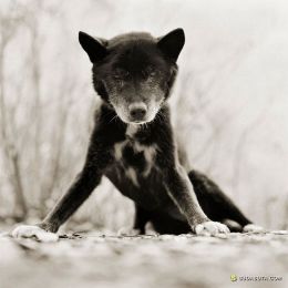 Isa Leshko 动物肖像摄影欣赏