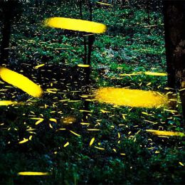 Sergio Robledo 墨西哥森林的童话般的萤火虫