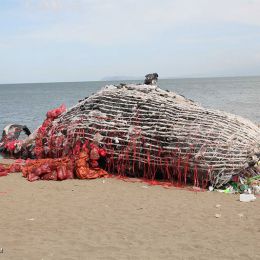 Greenpeace Philippines 浅滩的鲸鱼 装置设计欣赏