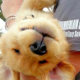 金毛小猎犬的幸福时光 宠物摄影欣赏
