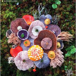 Jill Bliss 美丽的蘑菇 自然摄影欣赏