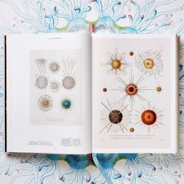 Ernst Haeckel 书籍插画欣赏