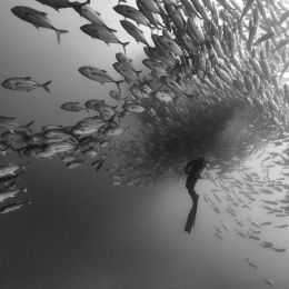 Anuar Patjane 不可思议的黑白水下摄影