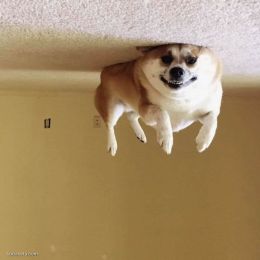 狗狗气球 主题宠物摄影