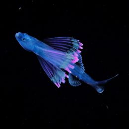 Ryo Minemizu 优雅的浮游生物