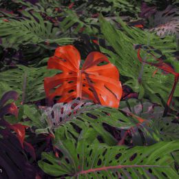 Al Mefer 植物的超现实主义 艺术摄影欣赏