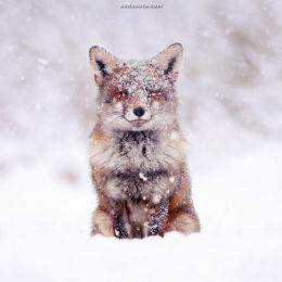 Roeselien Raimond 冬天的白色狐狸