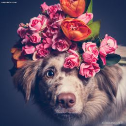 DogsAndUs 狗狗的肖像摄影