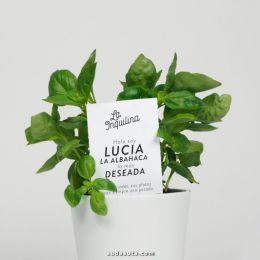 La Inquilina 绿色植物包装设计欣赏