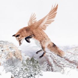 Luisa Azevedo 动物与自然地数字艺术 照片合成作品欣赏