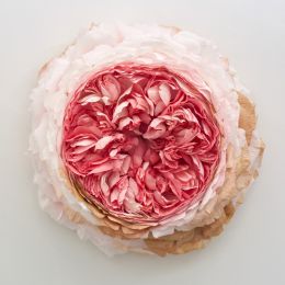 Tiffanie Turner 花朵的姿态 摄影作品欣赏