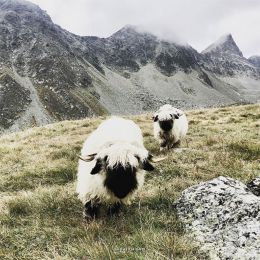 Valais Blacknose 来自瑞士瓦莱州的羊羔