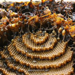 Sugarbag bee 蜂巢的形状