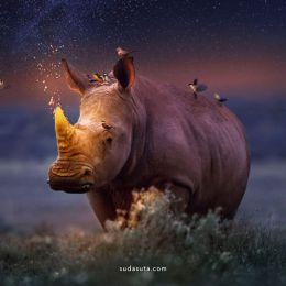Andreas Häggkvist 野生动物 照片合成作品欣赏