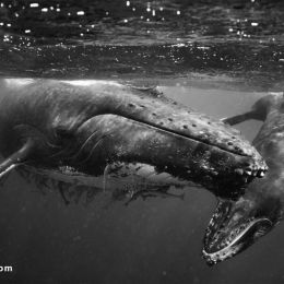 Jem Cresswell 鲸吞 黑白摄影欣赏
